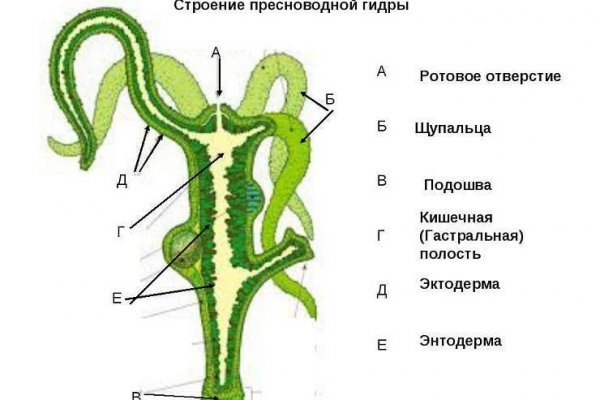 Где взять ссылку кракена